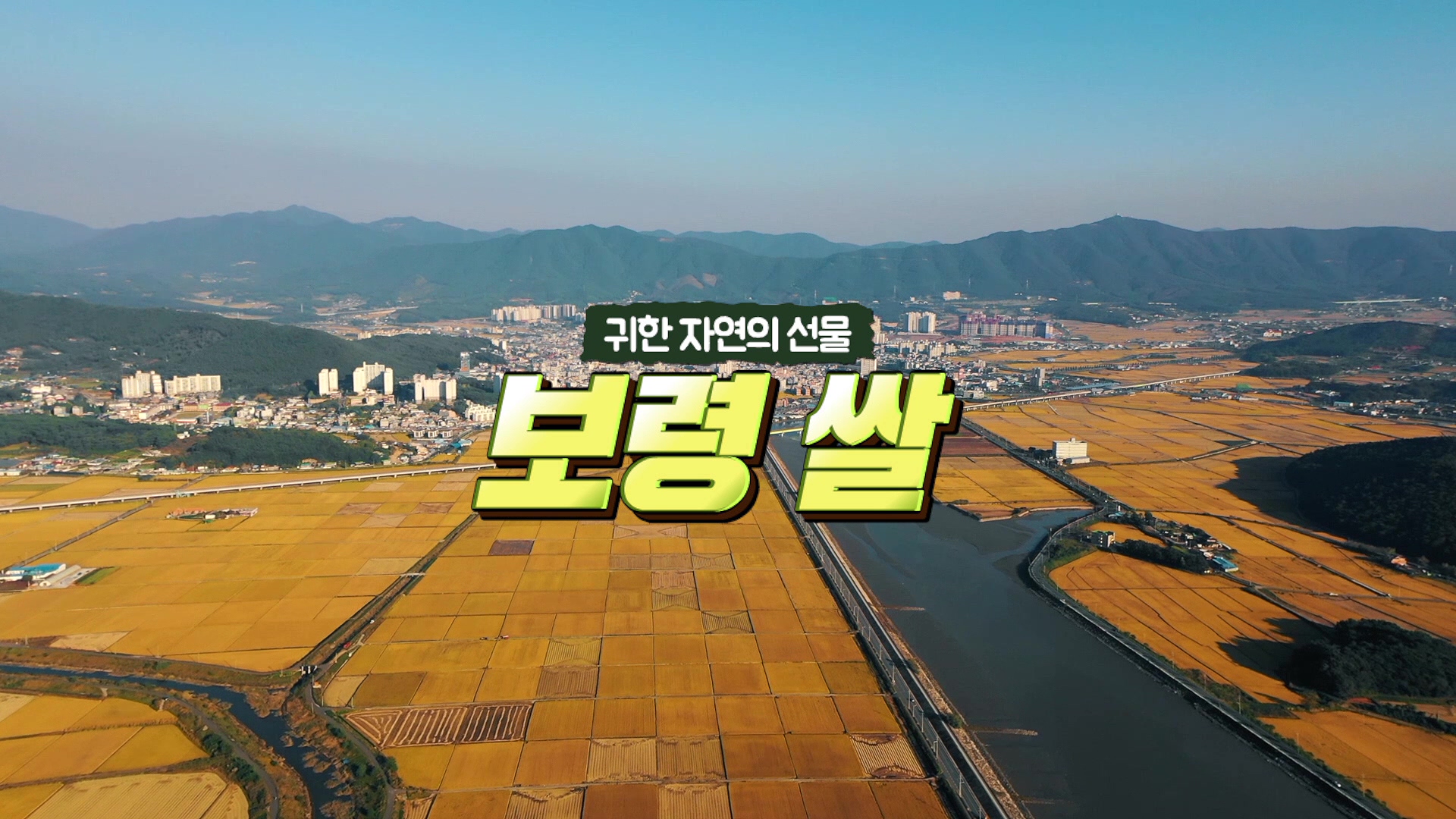 귀한 자연의 선물 '보령 쌀'